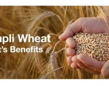  Khapali Wheat: The Ancient Grain for Modern Health